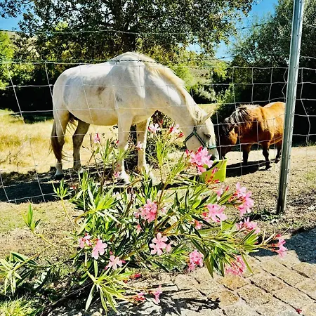 Quinta Vale Da Prata Farm stay