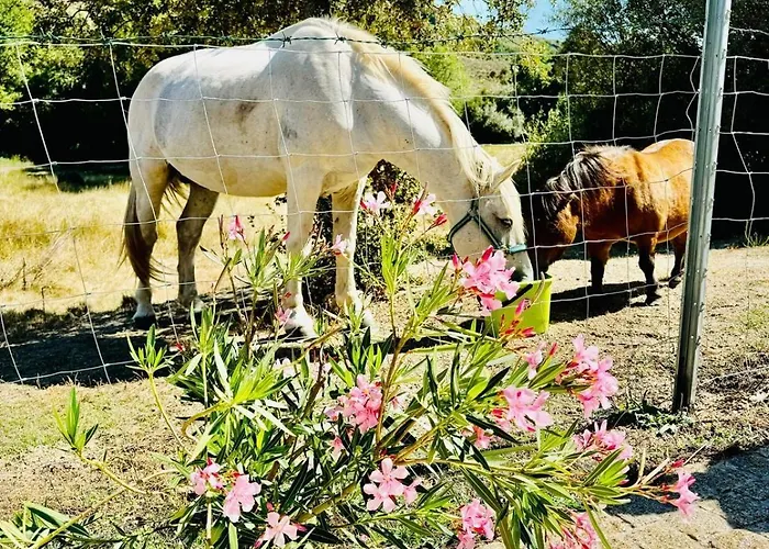 Quinta Vale Da Prata Alojamento de Turismo Rural